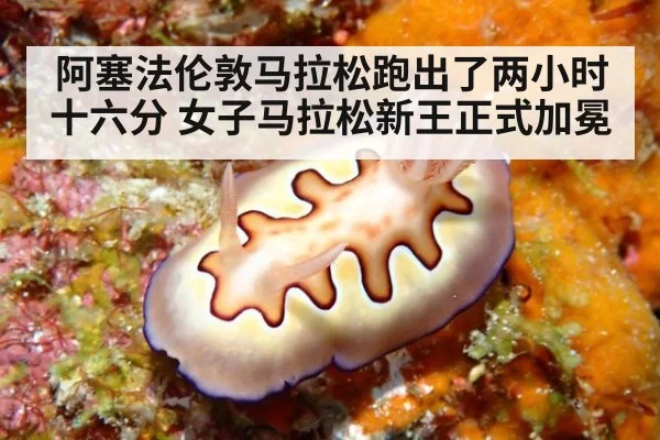 阿塞法伦敦马拉松跑出了两小时十六分 女子马拉松新王正式加冕